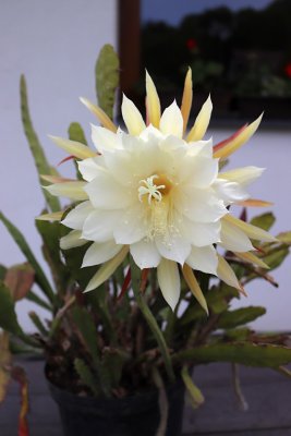 Epiphyllum oxypetalum - kaktus - květ